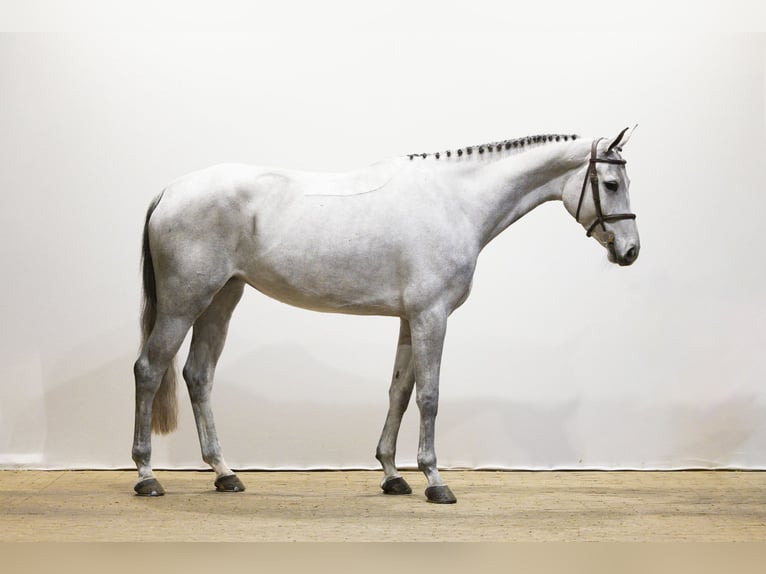 Hanovrien Jument 5 Ans 172 cm Gris in Waddinxveen