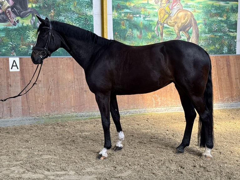 Hanovrien Jument 5 Ans 172 cm Noir in Rees