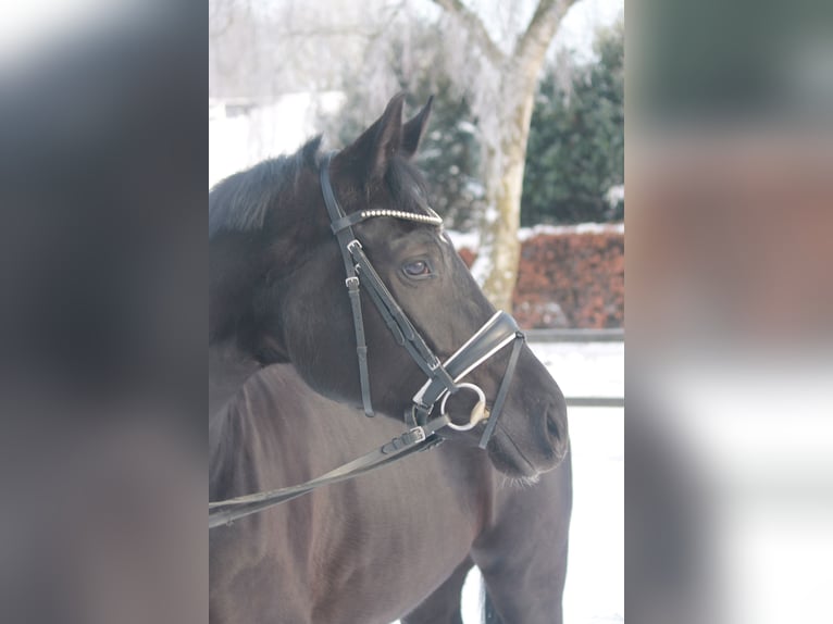 Hanovrien Jument 5 Ans 172 cm Noir in Hepstedt