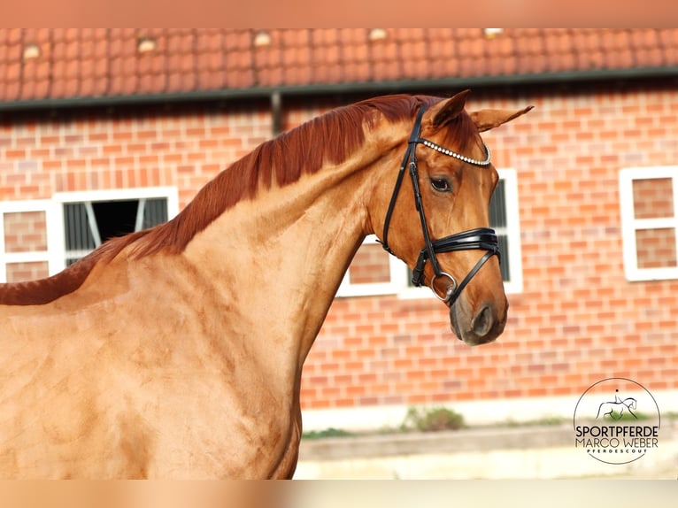 Hanovrien Jument 5 Ans 173 cm Alezan in Werl