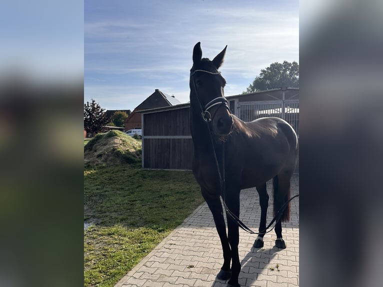 Hanovrien Jument 5 Ans 173 cm Bai brun in Bleckede