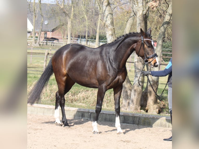 Hanovrien Jument 5 Ans 173 cm Bai brun in Ratekau9000