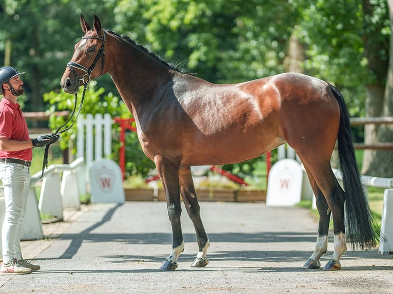 Hanovrien Jument 5 Ans 173 cm Bai brun in Münster