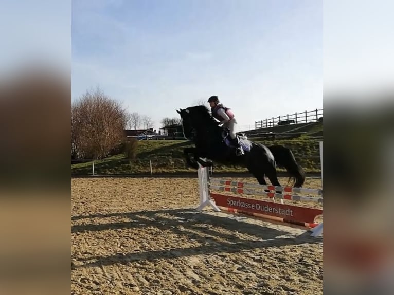 Hanovrien Jument 5 Ans 173 cm Bai brun in Bebra