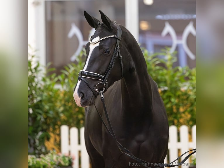 Hanovrien Jument 5 Ans 173 cm Bai brun foncé in Verden