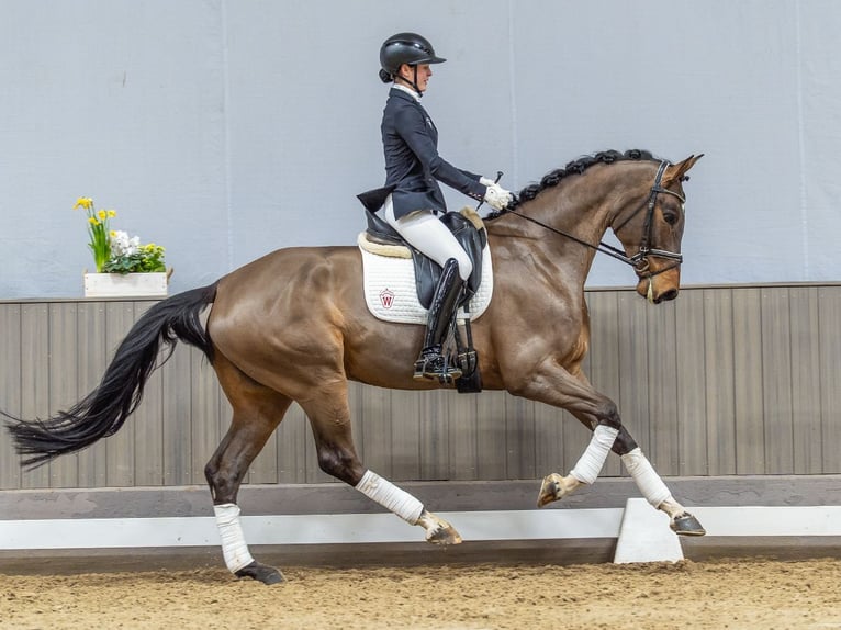 Hanovrien Jument 5 Ans 173 cm Bai in Münster-Handorf
