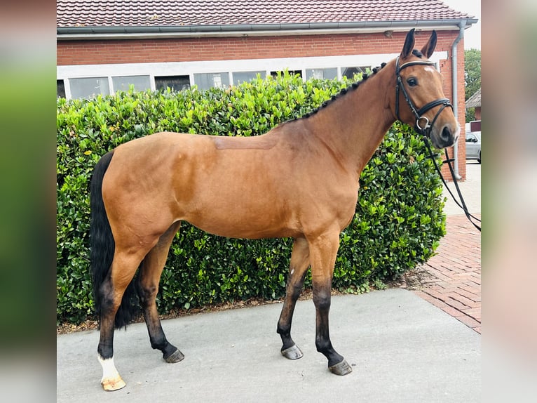 Hanovrien Jument 5 Ans 173 cm Bai in Vechta