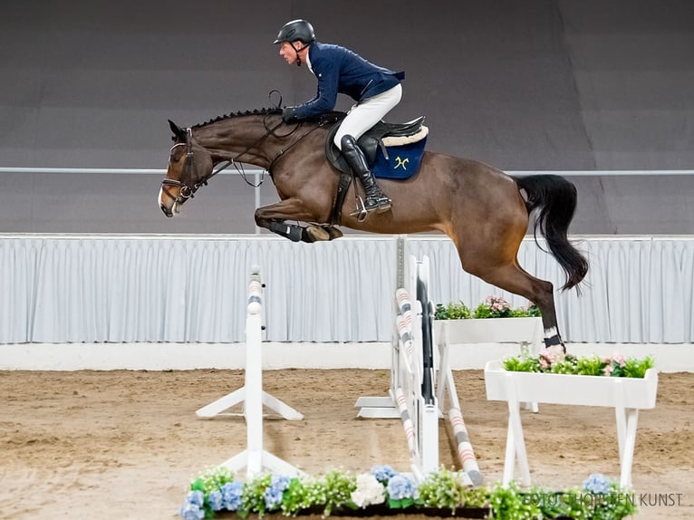 Hanovrien Jument 5 Ans 173 cm Bai in Verden