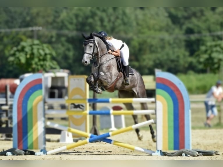 Hanovrien Jument 5 Ans 173 cm Gris in Schattendorf