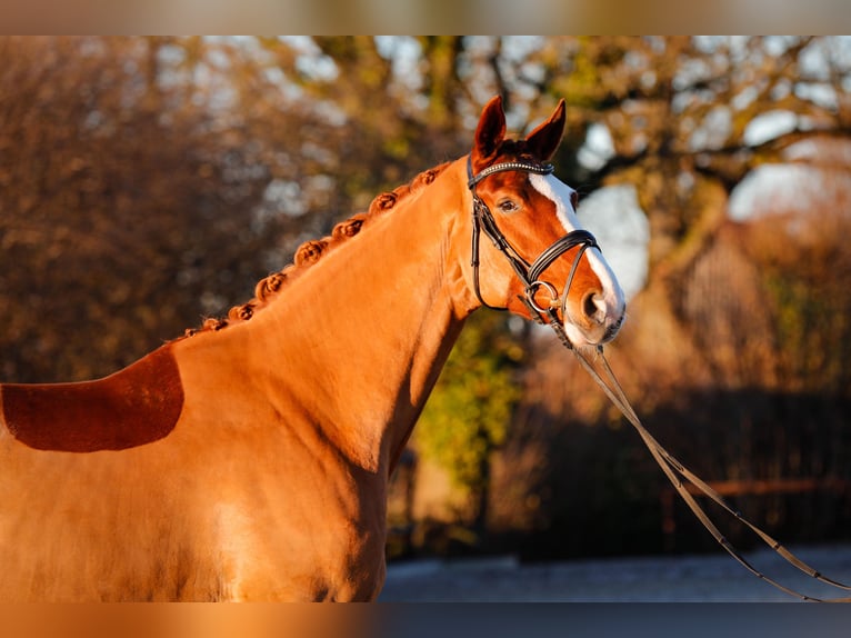 Hanovrien Jument 5 Ans 174 cm Alezan in Güby