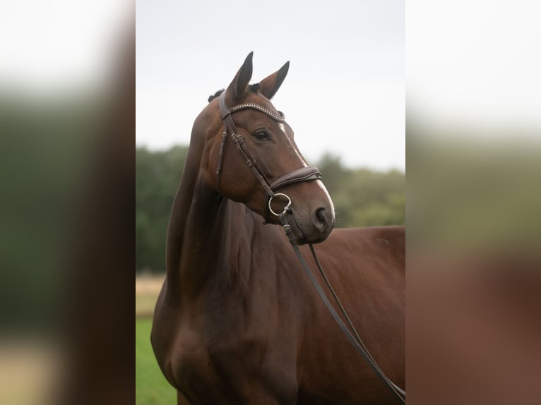 Hanovrien Jument 5 Ans 174 cm Bai brun in Westergellersen