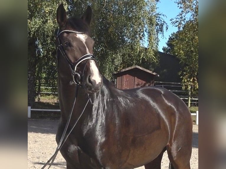 Hanovrien Jument 5 Ans 174 cm Bai brun in Ratekau