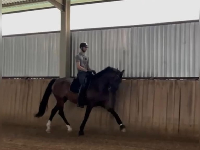 Hanovrien Jument 5 Ans 174 cm Bai cerise in Tass