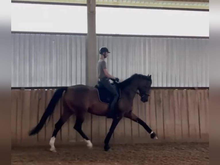 Hanovrien Jument 5 Ans 174 cm Bai cerise in Tass