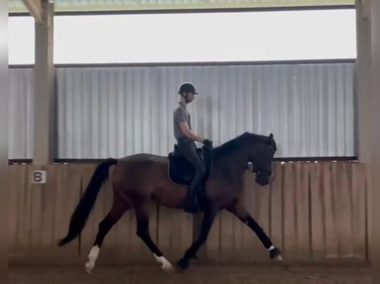 Hanovrien Jument 5 Ans 174 cm Bai cerise in Tass