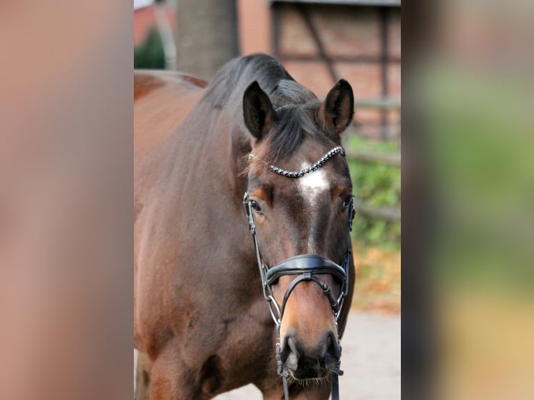 Hanovrien Jument 5 Ans 174 cm Bai in Kutenholz