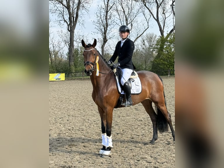 Hanovrien Jument 5 Ans 174 cm Bai in Tiddische