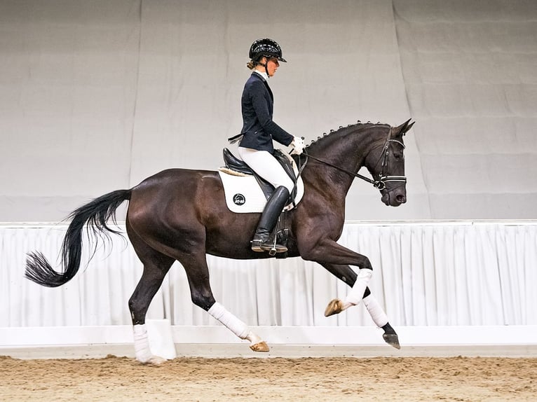 Hanovrien Jument 5 Ans 174 cm Noir in Verden