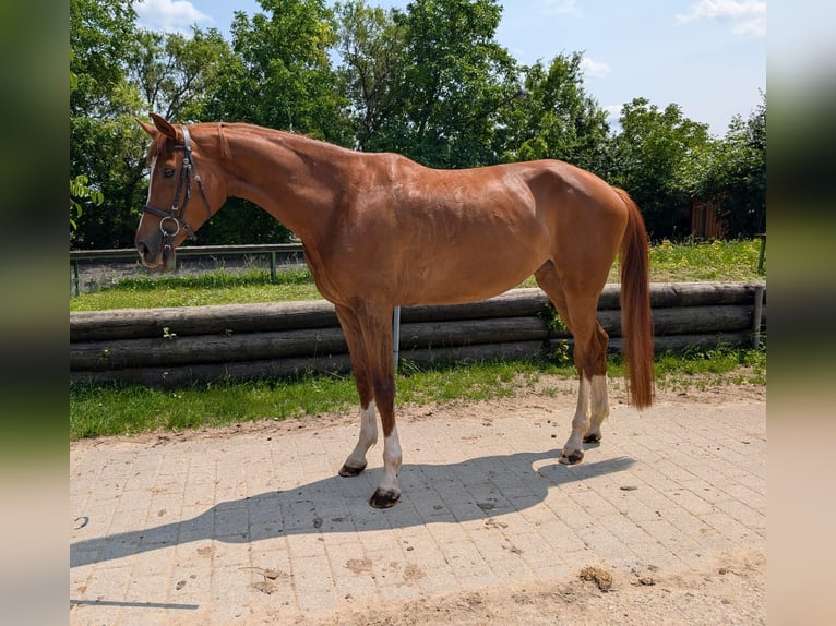 Hanovrien Jument 5 Ans 175 cm Alezan in Remseck am Neckar