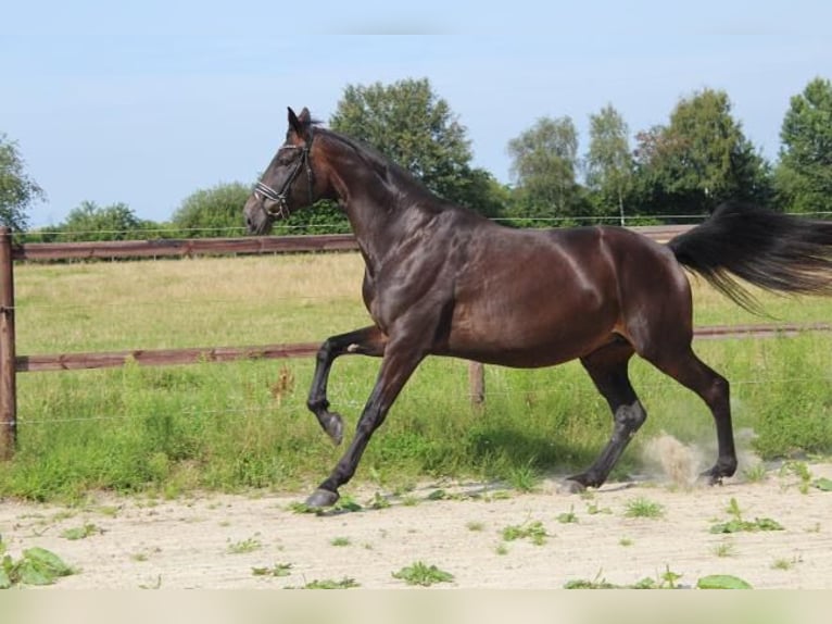 Hanovrien Jument 5 Ans 175 cm Bai brun in Hamersen