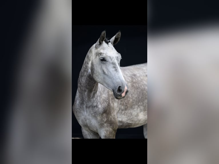 Hanovrien Jument 5 Ans 175 cm Gris in Hockenheim