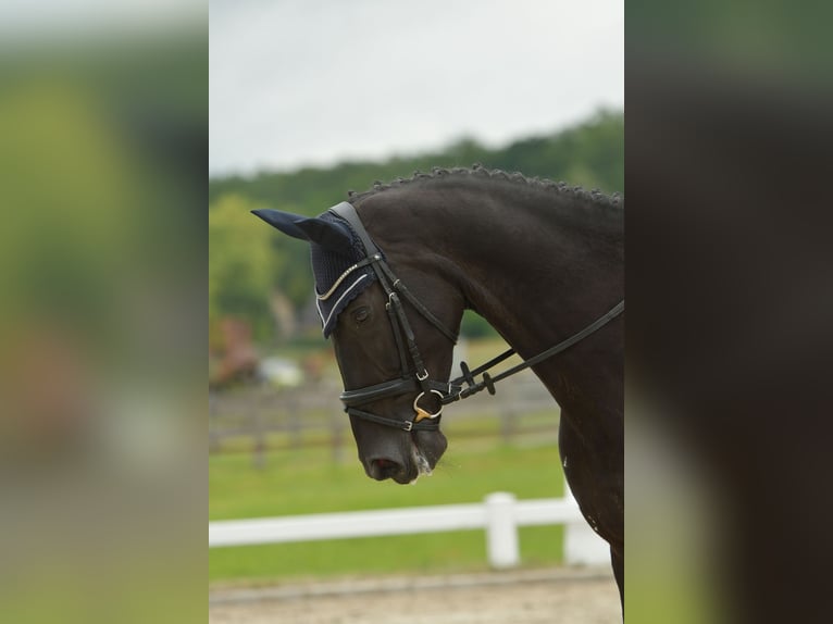 Hanovrien Jument 5 Ans 175 cm Noir in Wriedel