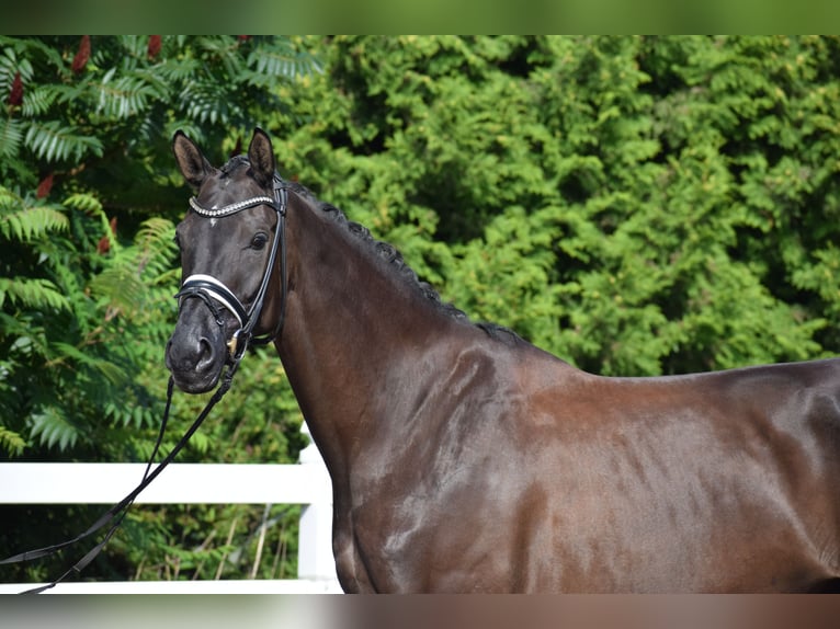 Hanovrien Jument 5 Ans 175 cm Noir in D&#xE4;tgen