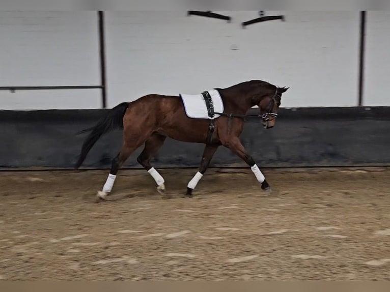 Hanovrien Jument 5 Ans 176 cm Bai in Elmlohe