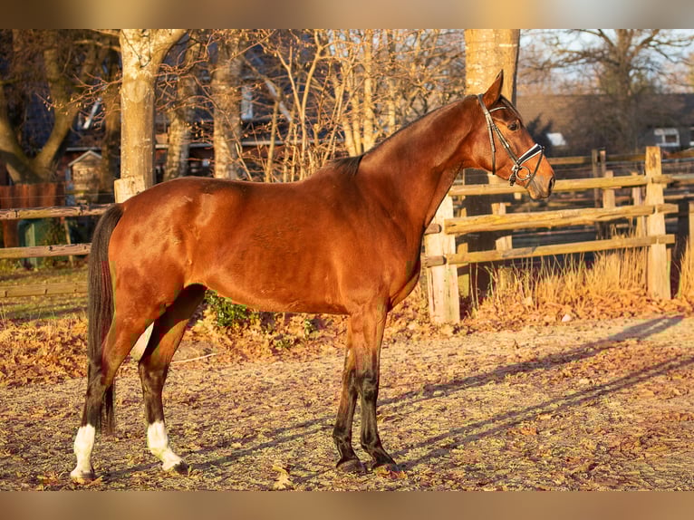 Hanovrien Jument 5 Ans 176 cm Bai in Elmlohe