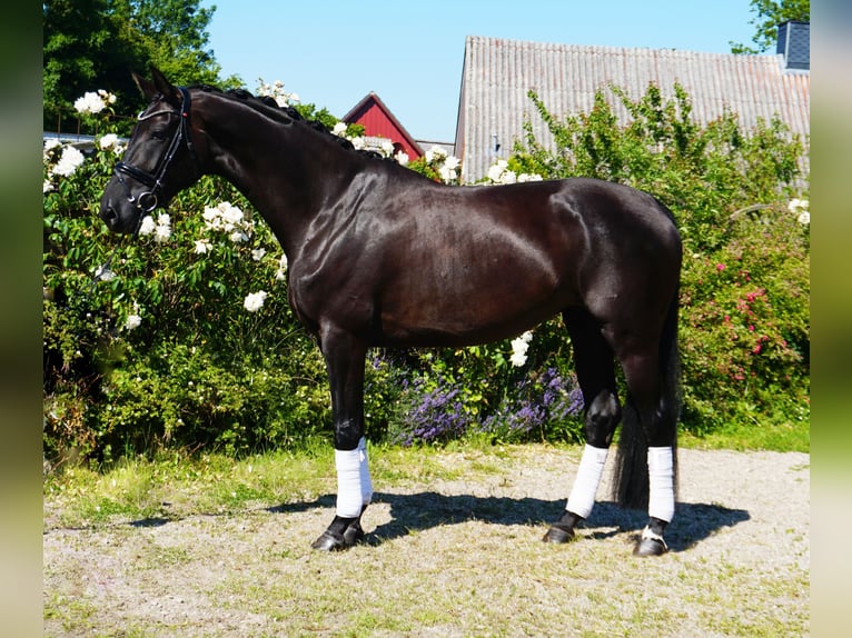 Hanovrien Jument 5 Ans 176 cm Noir in Hohenfelde