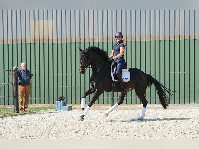 Hanovrien Jument 5 Ans 178 cm Bai brun foncé in Freren