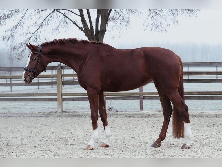 Hanovrien Jument 5 Ans 180 cm Alezan in Riedstadt