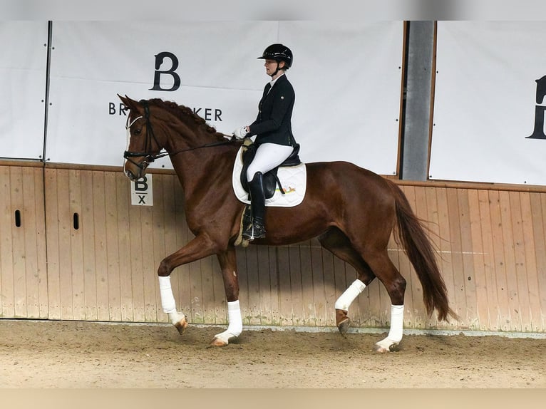 Hanovrien Jument 5 Ans 180 cm Alezan in Riedstadt
