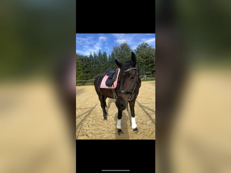 Hanovrien Jument 5 Ans 181 cm Noir in Morsbach