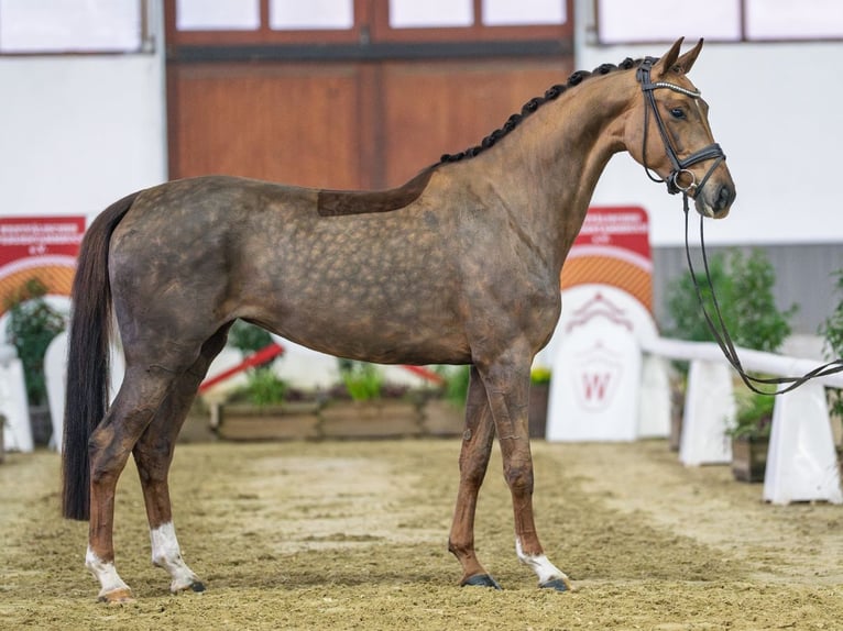 Hanovrien Jument 5 Ans Alezan brûlé in Münster-Handorf
