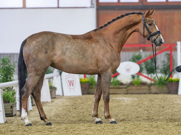Hanovrien Jument 5 Ans Alezan brûlé in Münster-Handorf