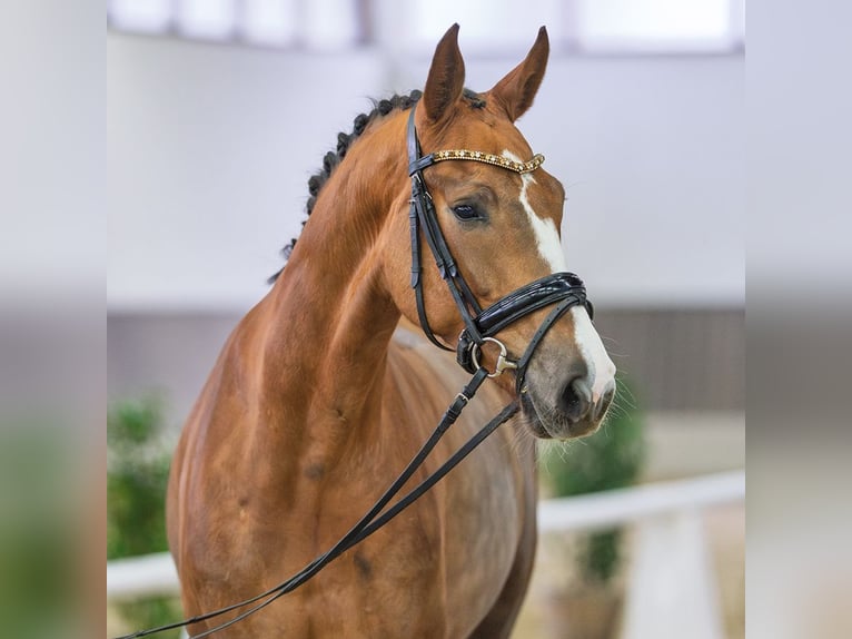 Hanovrien Jument 5 Ans Alezan brûlé in Münster-Handorf