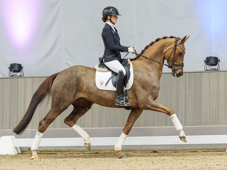 Hanovrien Jument 5 Ans Alezan brûlé in Münster-Handorf