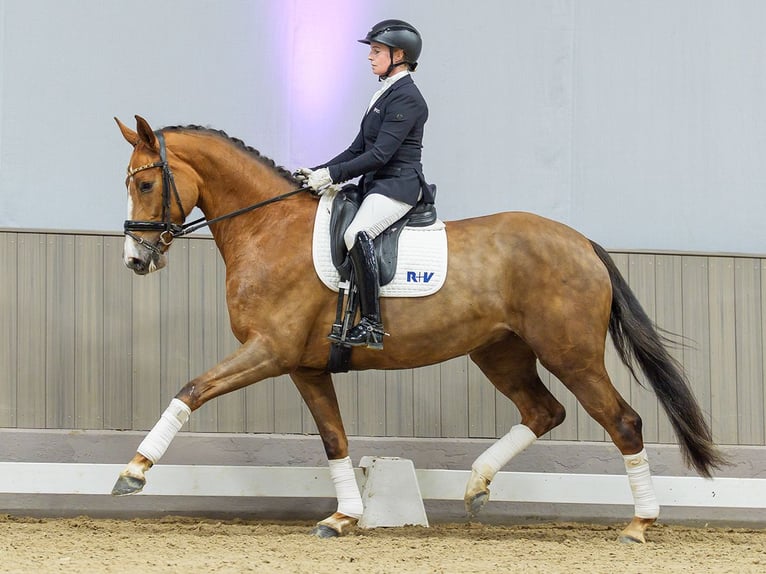 Hanovrien Jument 5 Ans Alezan brûlé in Münster-Handorf
