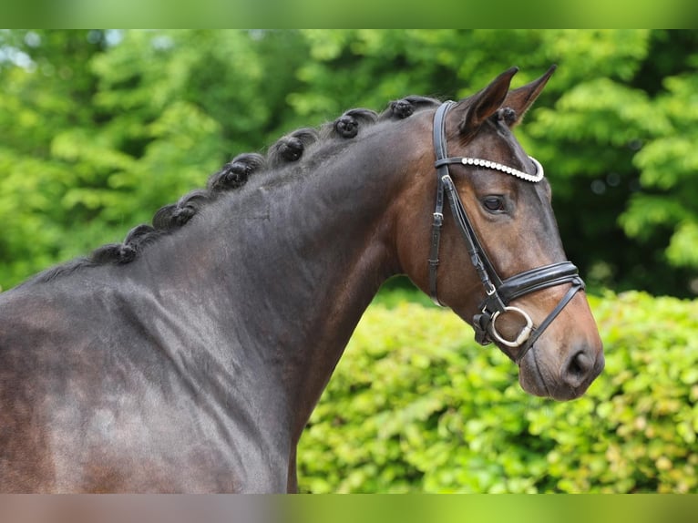 Hanovrien Jument 5 Ans Bai brun in Meinersen