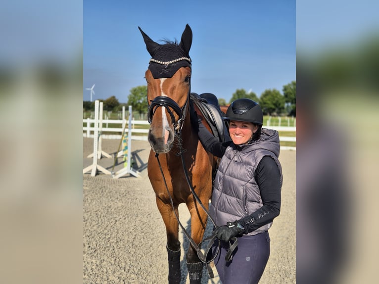 Hanovrien Jument 5 Ans Bai in Schiffdorf