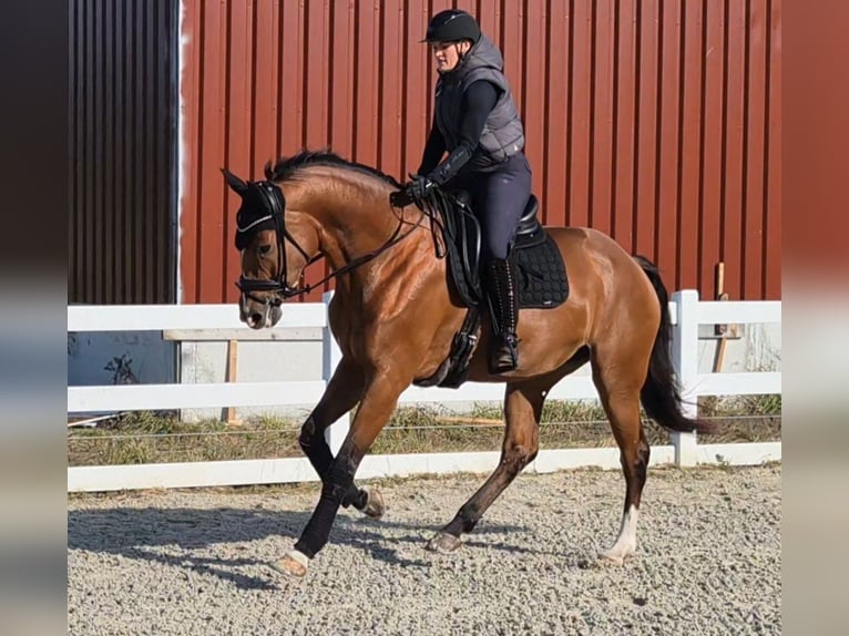 Hanovrien Jument 5 Ans Bai in Schiffdorf