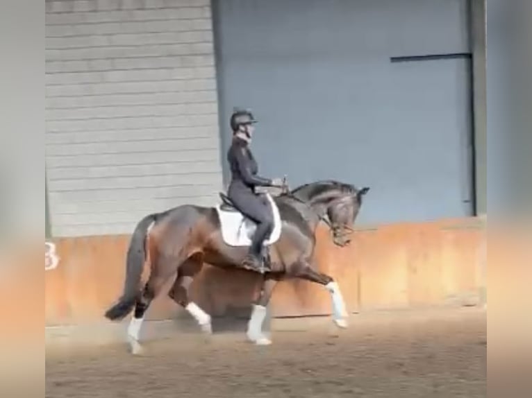 Hanovrien Jument 5 Ans Bai in Würselen