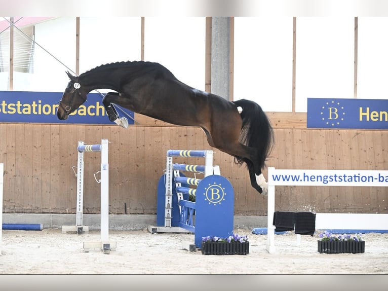 Hanovrien Jument 5 Ans Bai in Moosach