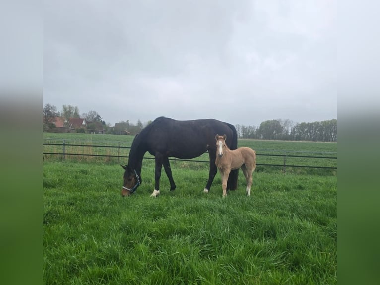Hanovrien Jument 6 Ans 156 cm Bai brun in Osterbruch