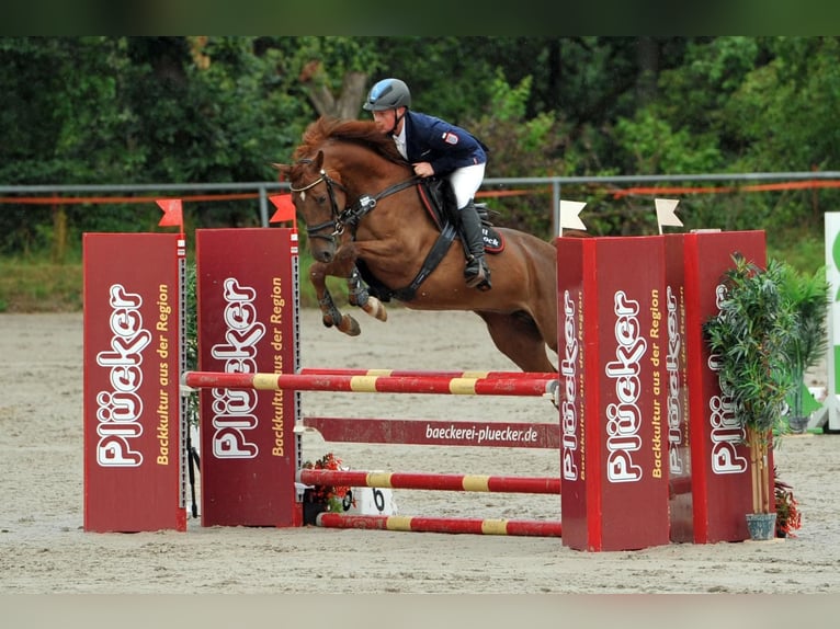Hanovrien Jument 6 Ans 160 cm Alezan in Schwalmstadt