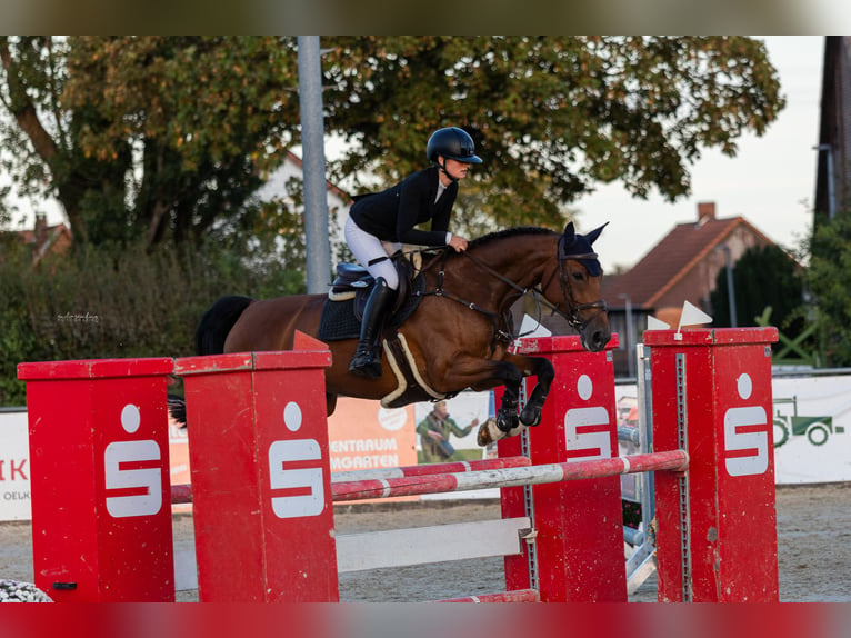 Hanovrien Jument 6 Ans 160 cm Bai in Bad Nenndorf