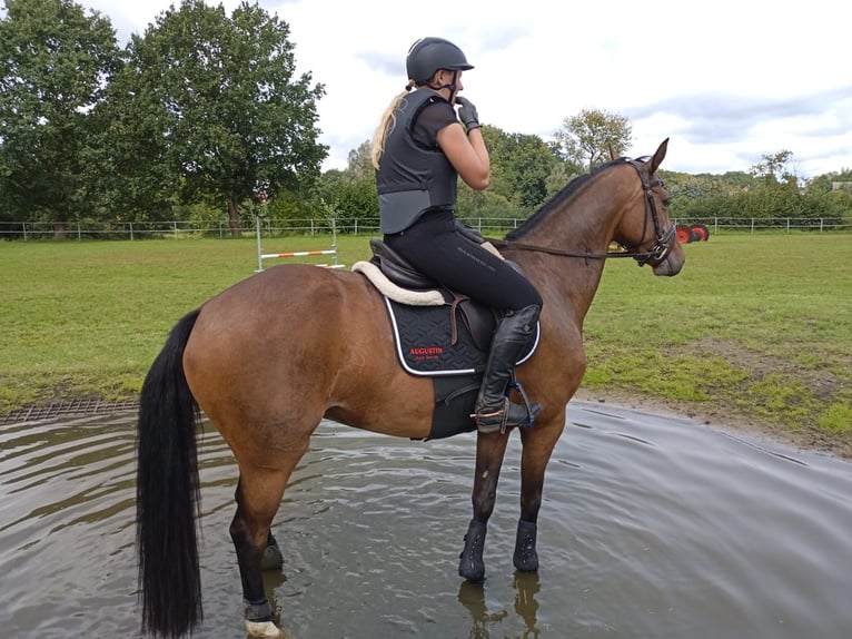 Hanovrien Jument 6 Ans 160 cm Bai in Müssen