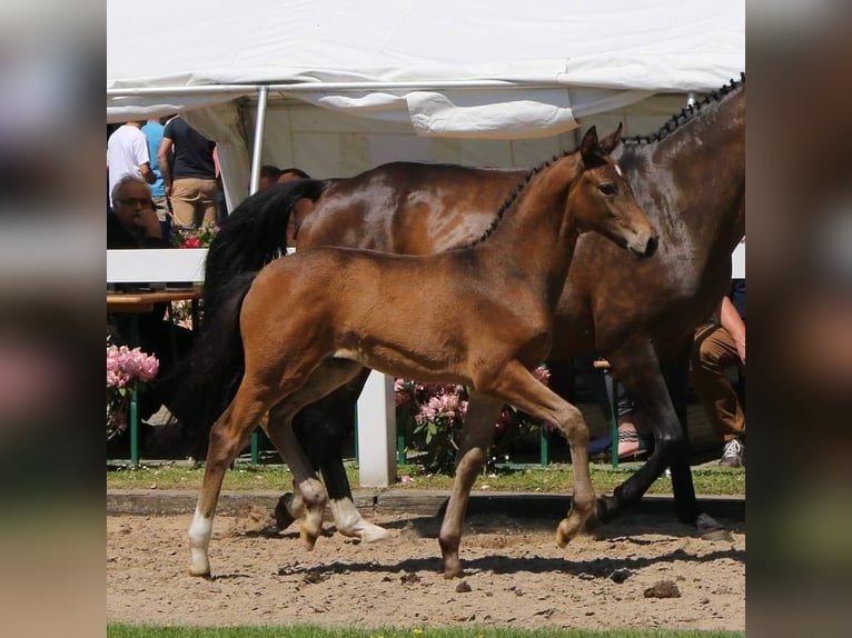 Hanovrien Jument 6 Ans 160 cm Bai in Müssen