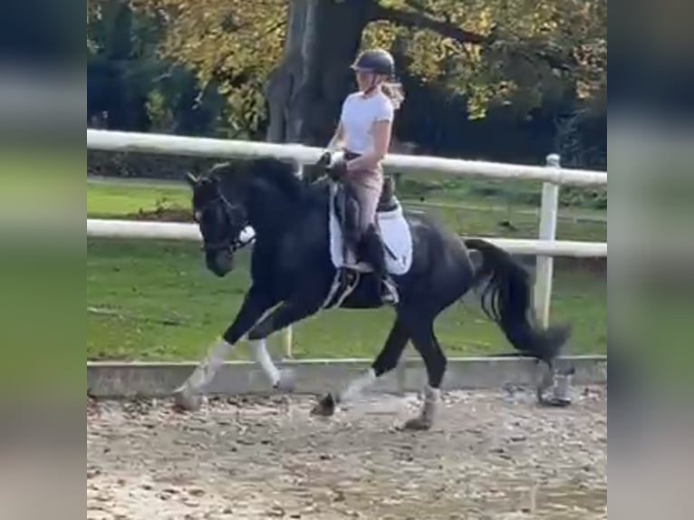 Hanovrien Jument 6 Ans 161 cm Noir in Hamm